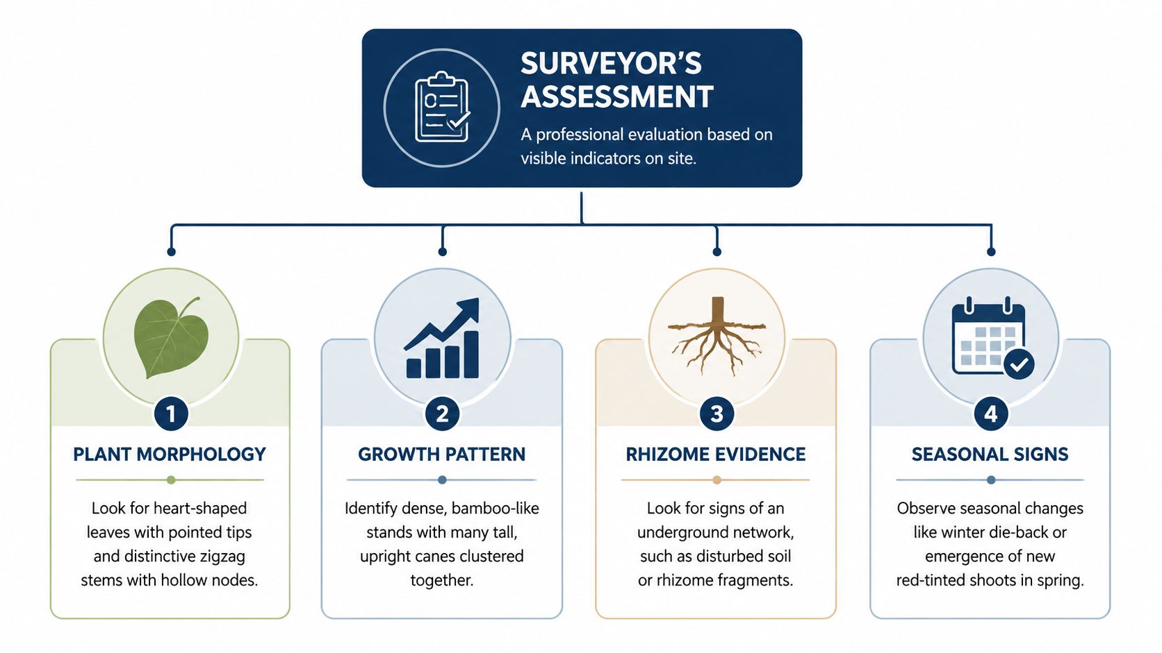 A professional infographic titled Surveyor's Assessment detailing four key visual indicators for identifying Japanese knotweed infestations.